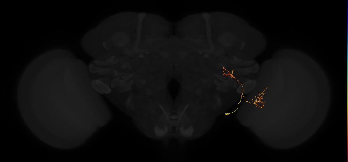 lobula columnar neuron LC13