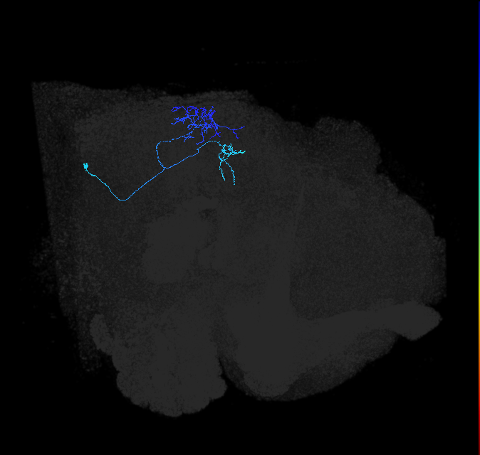 LC13(LWF2)_R (FlyEM-HB:1560661080)