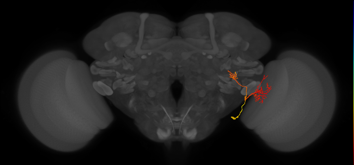 LC13(LWF2)_R (FlyEM-HB:1560661080)