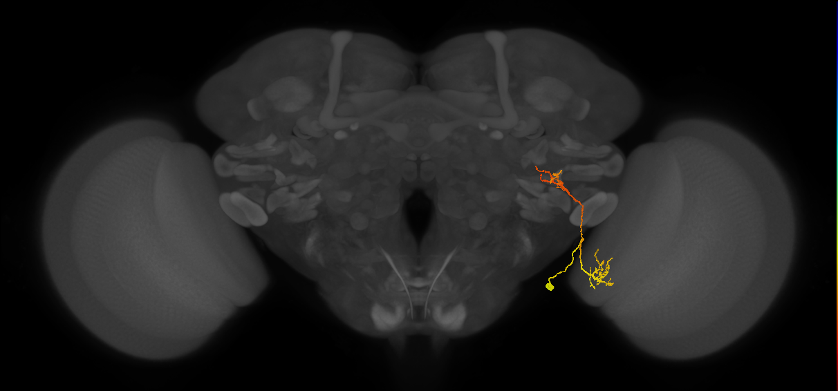 LC13(LWF2)_R (FlyEM-HB:1500373828)