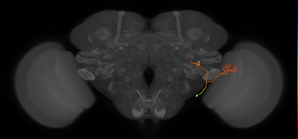 LC13(LWF1)_R (FlyEM-HB:1529933124)