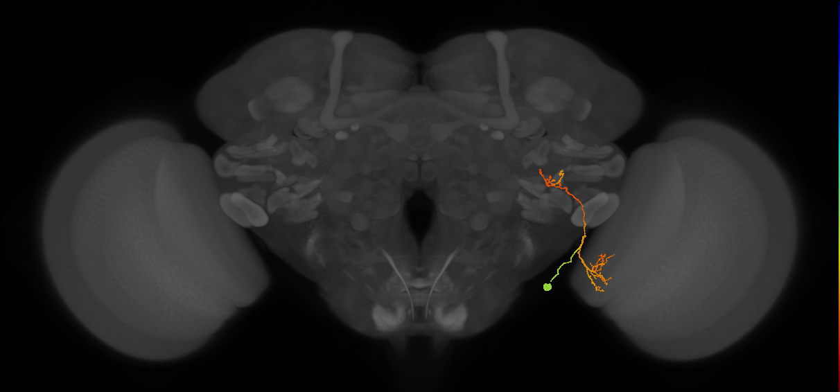 LC13(LWF1)_R (FlyEM-HB:1500369943)