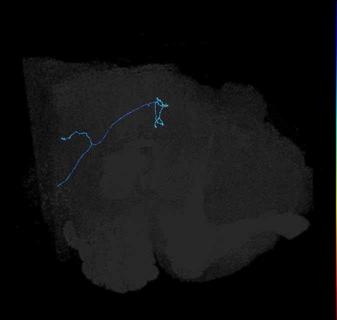 LC13 (FlyEM-HB:1531059000)