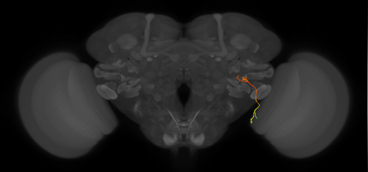 LC13 (FlyEM-HB:1531059000)