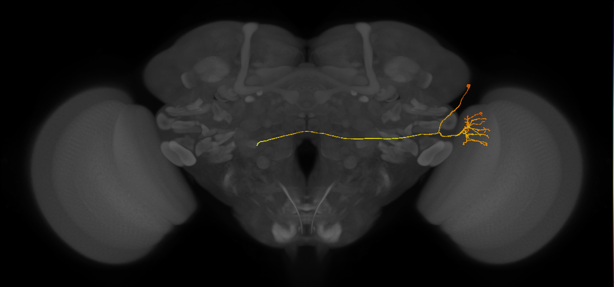 LC14_R (FlyEM-HB:1377845289)