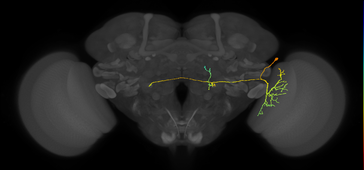 LC14_R (FlyEM-HB:1411250251)