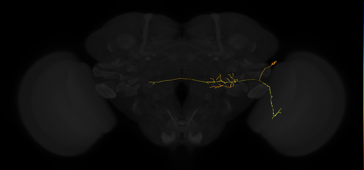 lobula columnar neuron LC14