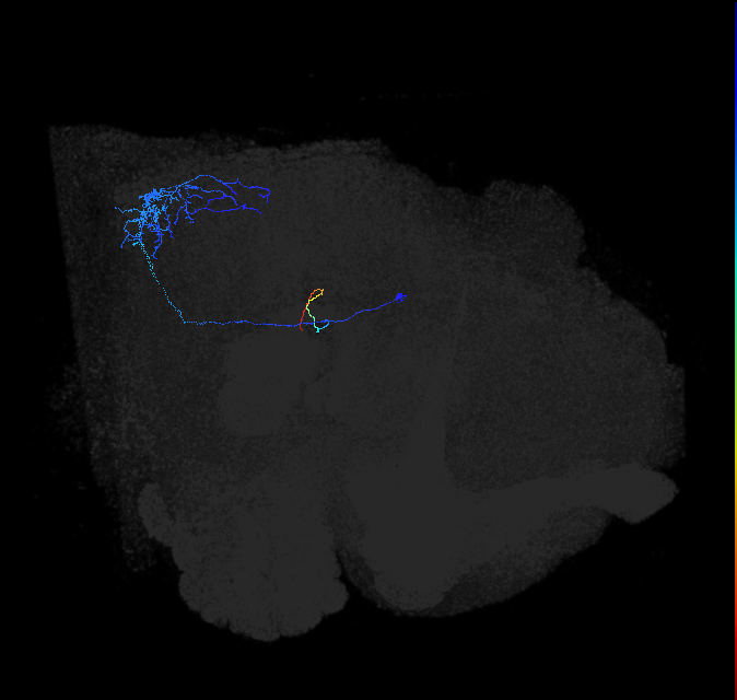 LC14_R (FlyEM-HB:1932730059)