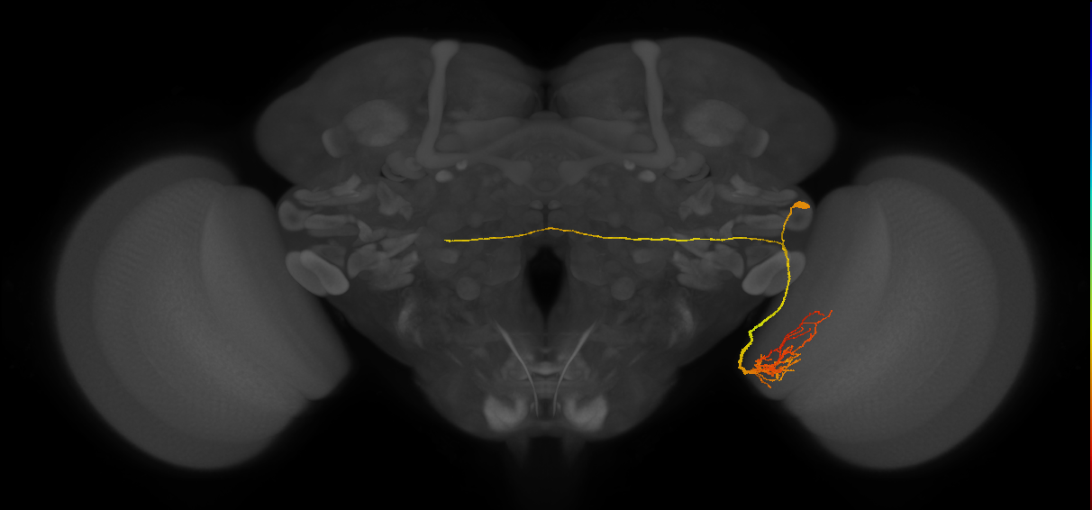 LC14_R (FlyEM-HB:1932730059)