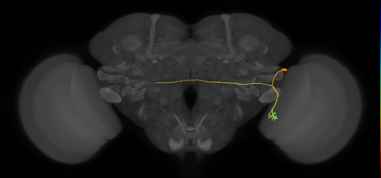 LC14_R (FlyEM-HB:2033005397)