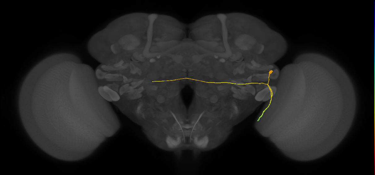 LC14_R (FlyEM-HB:5813068094)