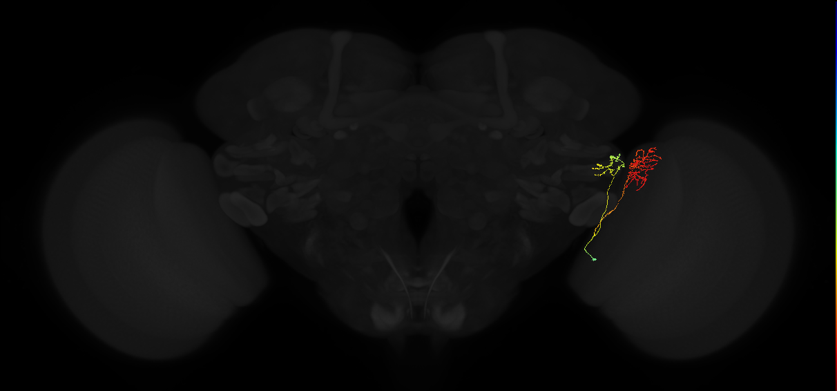 lobula columnar neuron LC15
