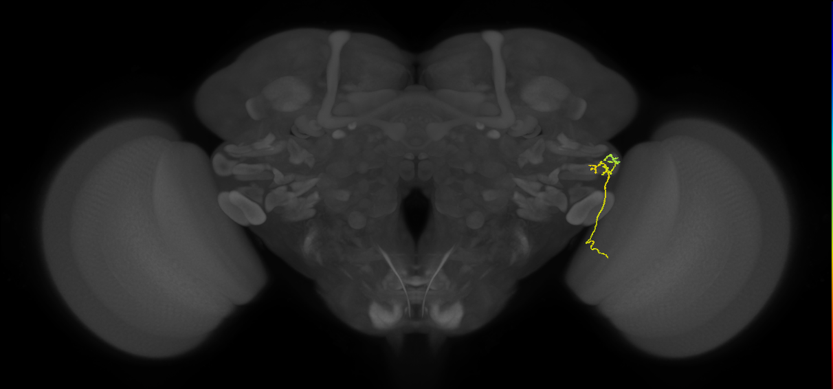 LC15 (FlyEM-HB:1507787627)