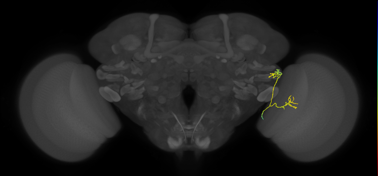 LC15 (FlyEM-HB:1536783933)