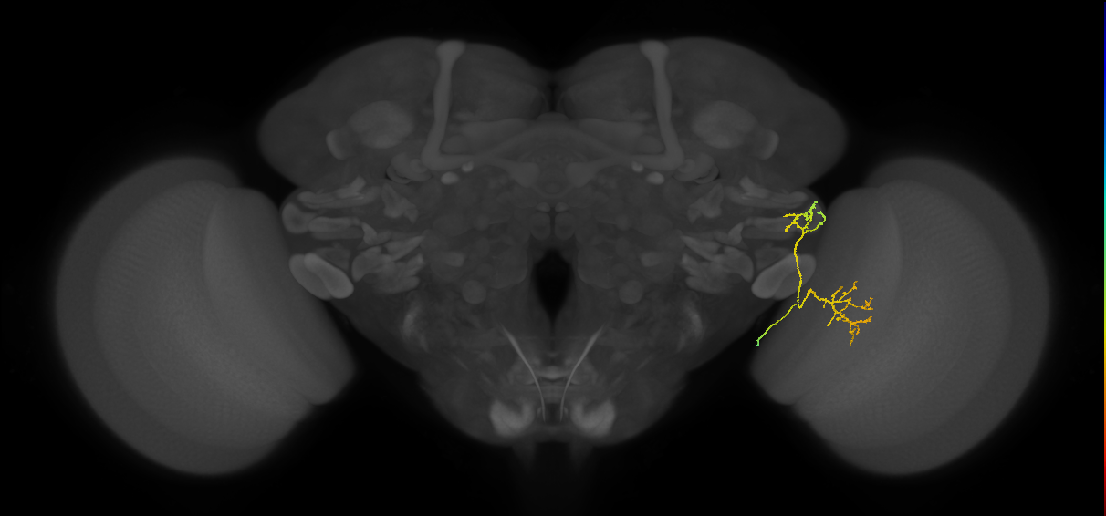 LC15 (FlyEM-HB:5812998950)