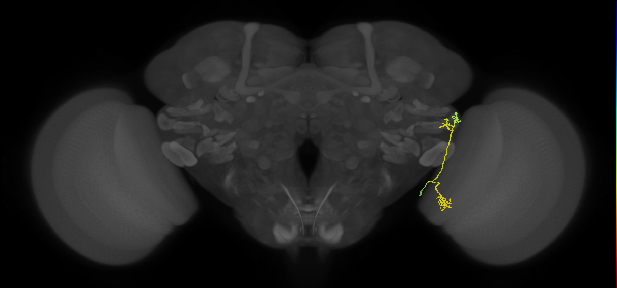 LC15 (FlyEM-HB:1908524574)