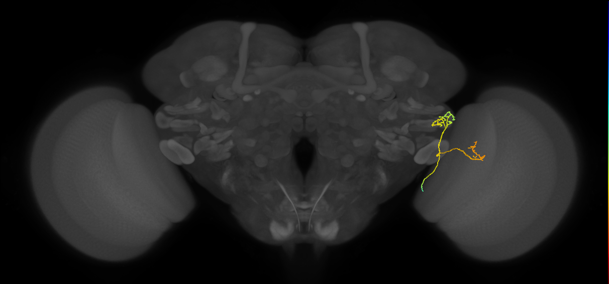 LC15 (FlyEM-HB:1508118468)