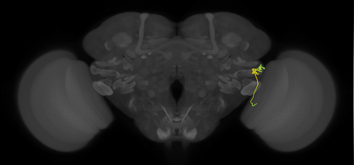 LC15 (FlyEM-HB:1536451903)