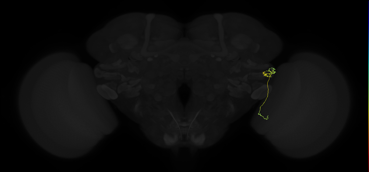 lobula columnar neuron LC15