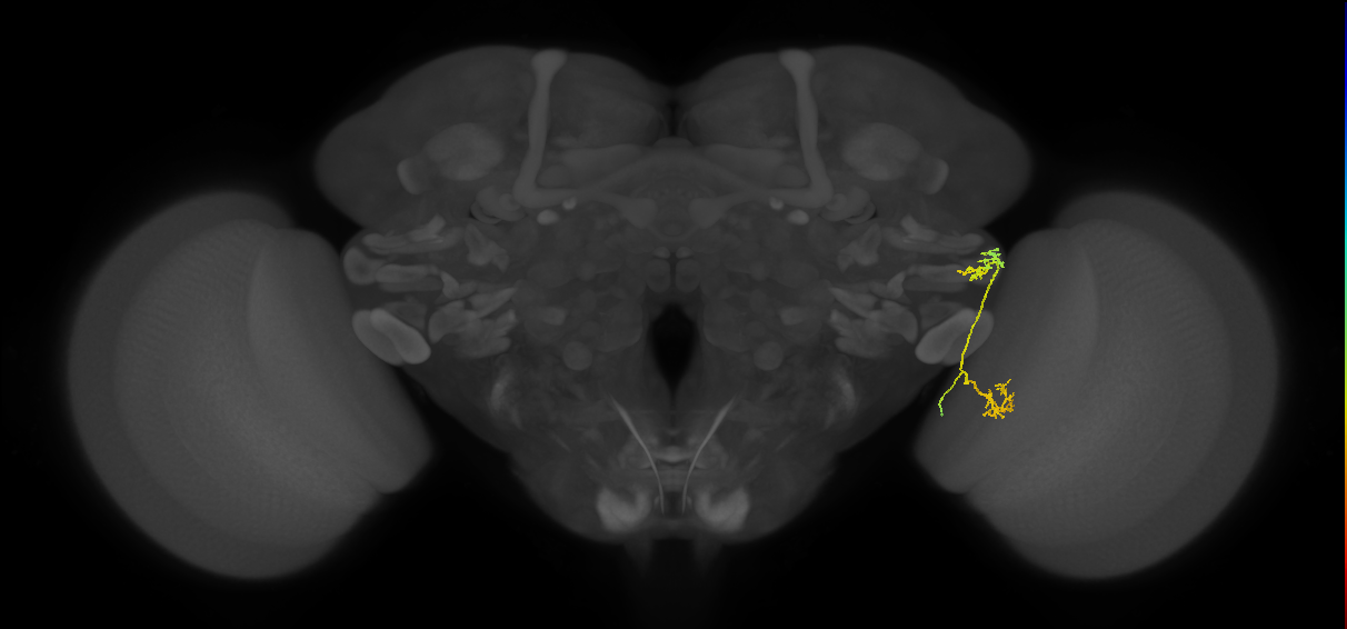 LC15 (FlyEM-HB:1537456949)