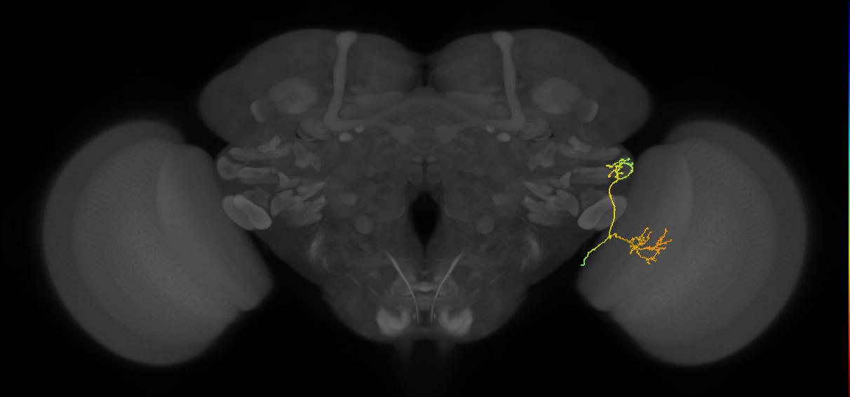 LC15 (FlyEM-HB:5812989160)