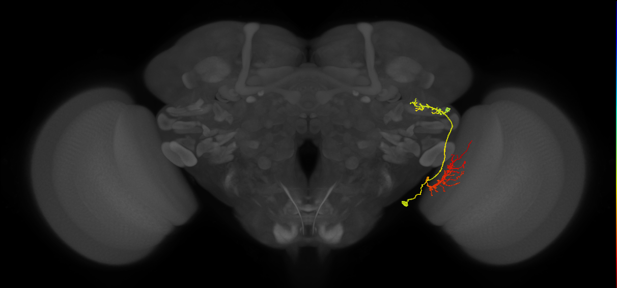 LC16 (LWF2)_R (FlyEM-HB:1683440362)