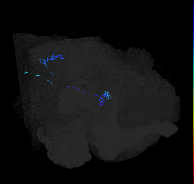 LC16(LWF2)_R (FlyEM-HB:1288897930)