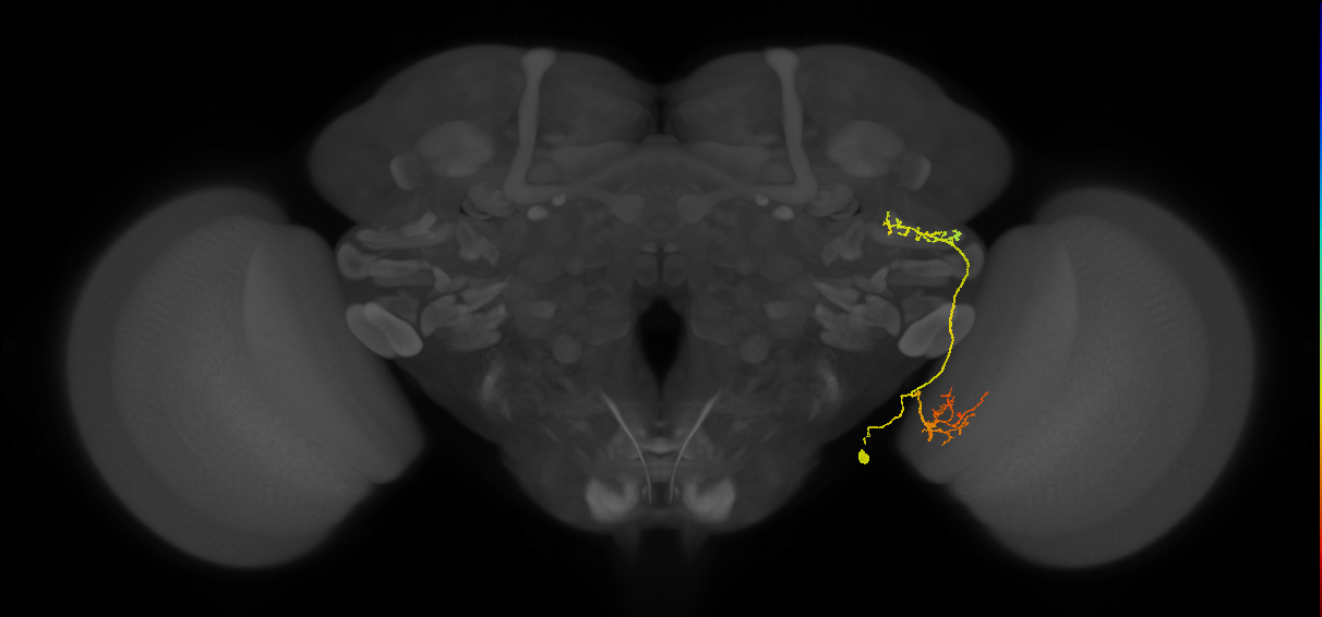 LC16(LWF2)_R (FlyEM-HB:1288897930)