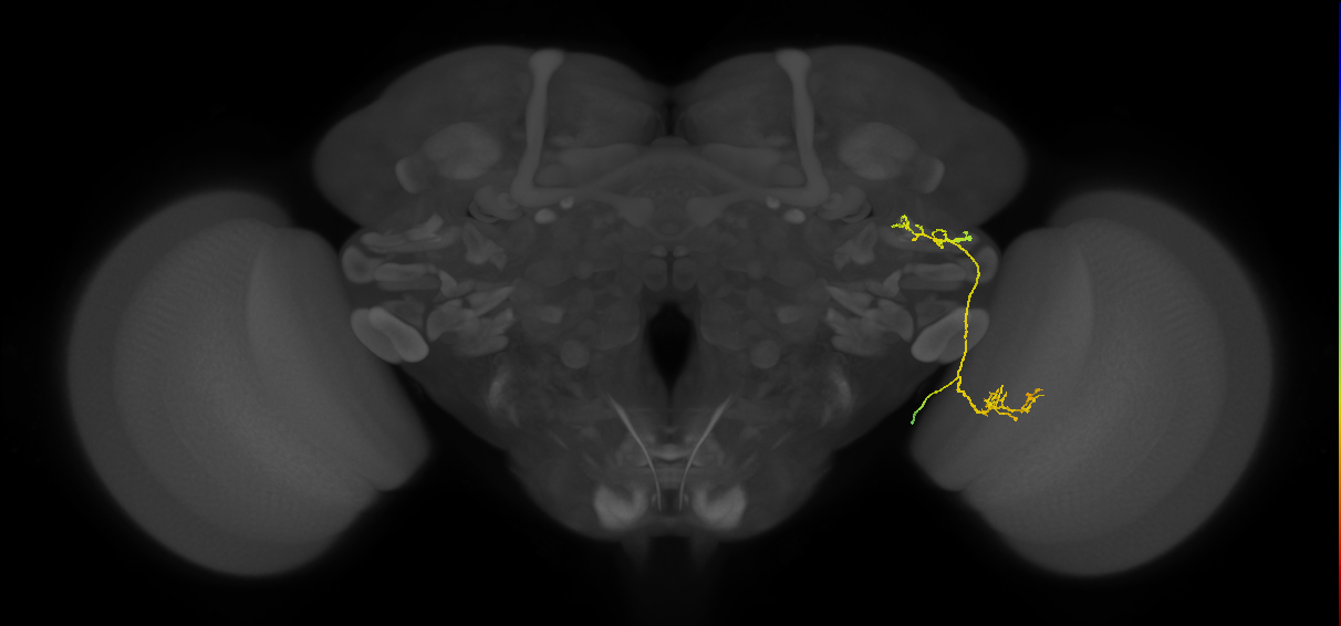 LC16 (FlyEM-HB:5813133779)