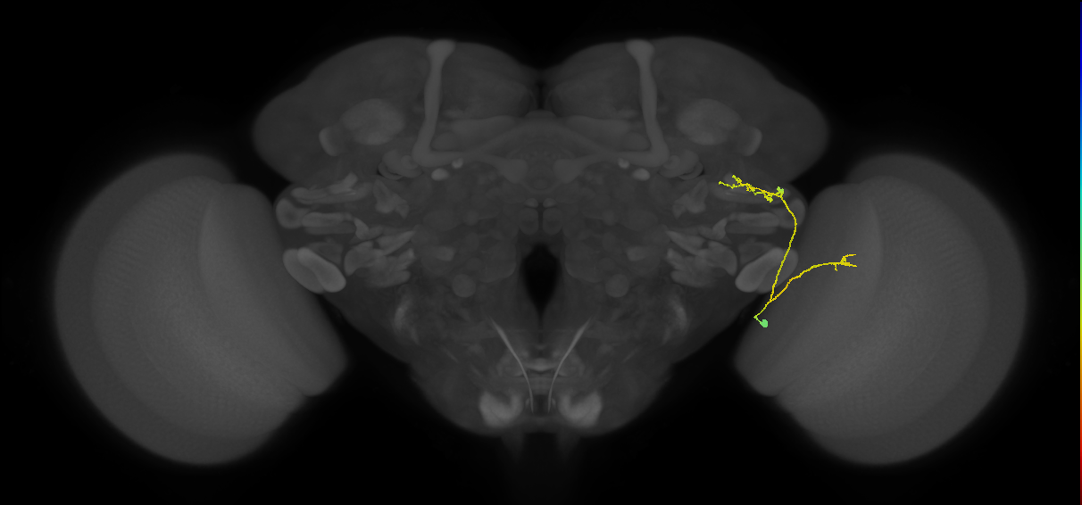 LC16 (FlyEM-HB:1319579283)