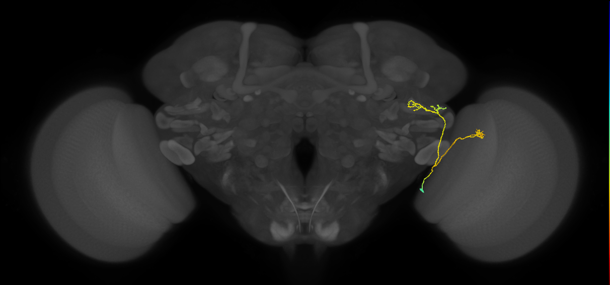 LC16 (FlyEM-HB:1319583148)