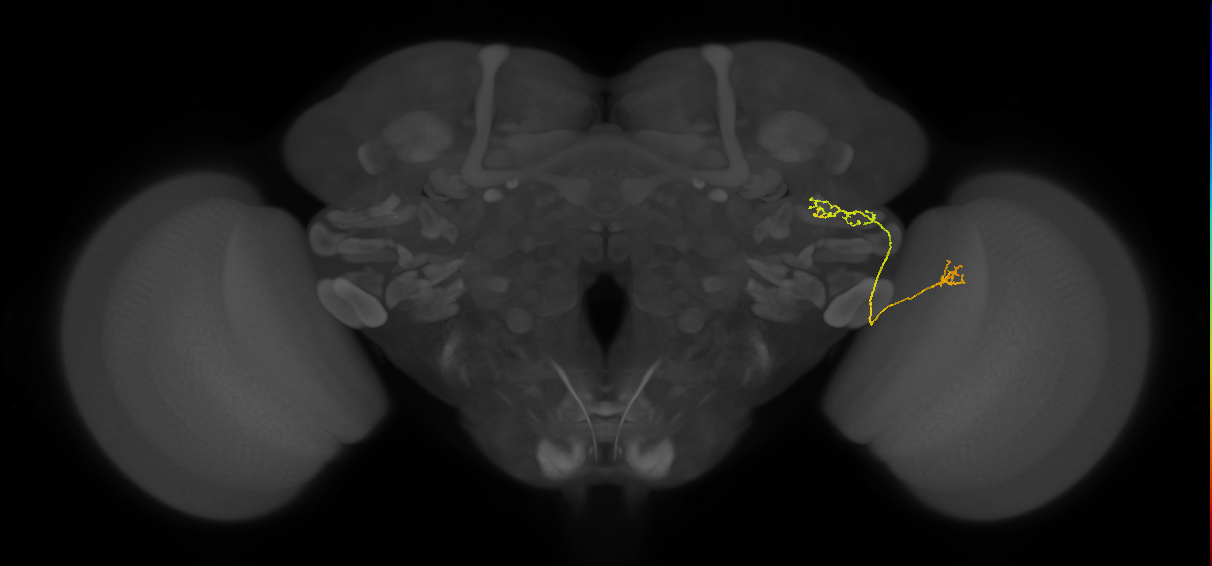 LC16 (FlyEM-HB:1319919610)