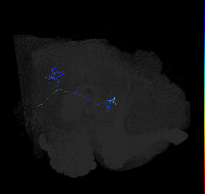 LC16 (FlyEM-HB:1319246910)