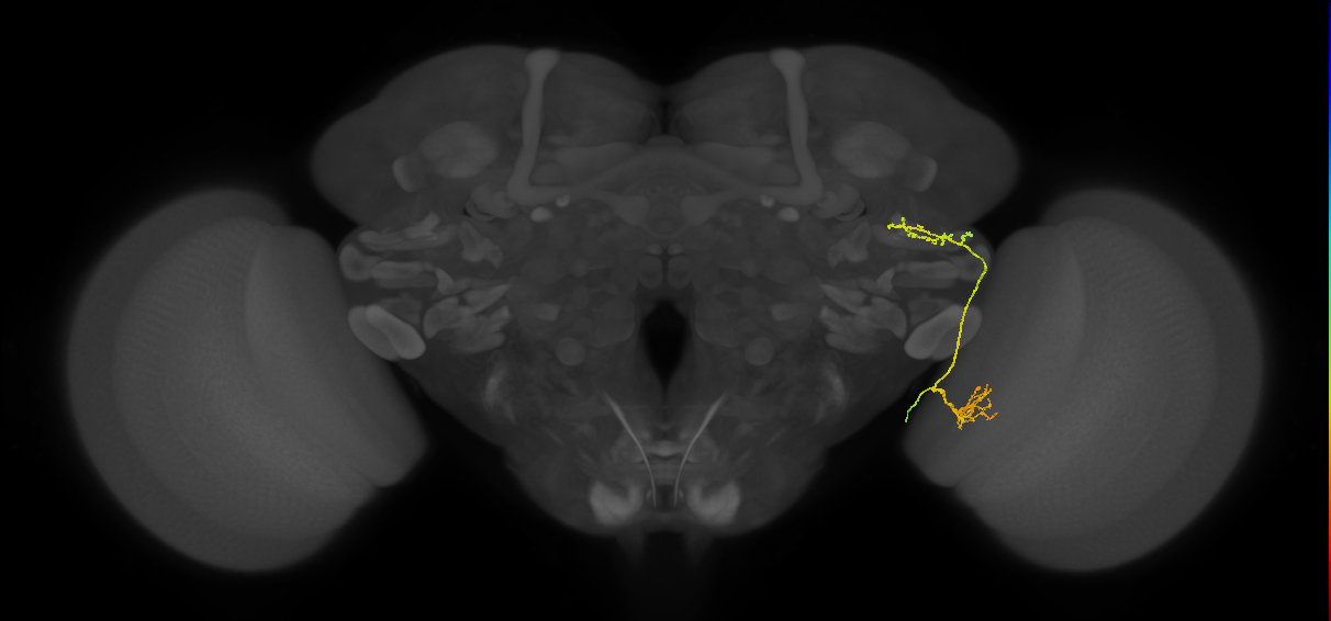 LC16 (FlyEM-HB:1319246910)