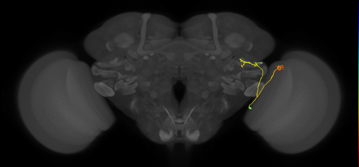 LC16 (FlyEM-HB:1319591709)