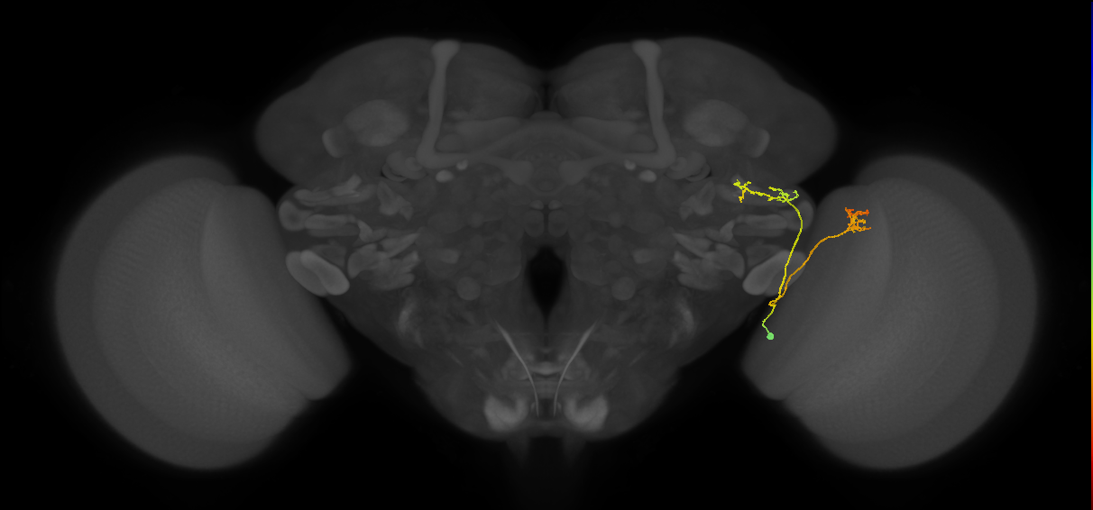 LC16 (FlyEM-HB:1319915822)