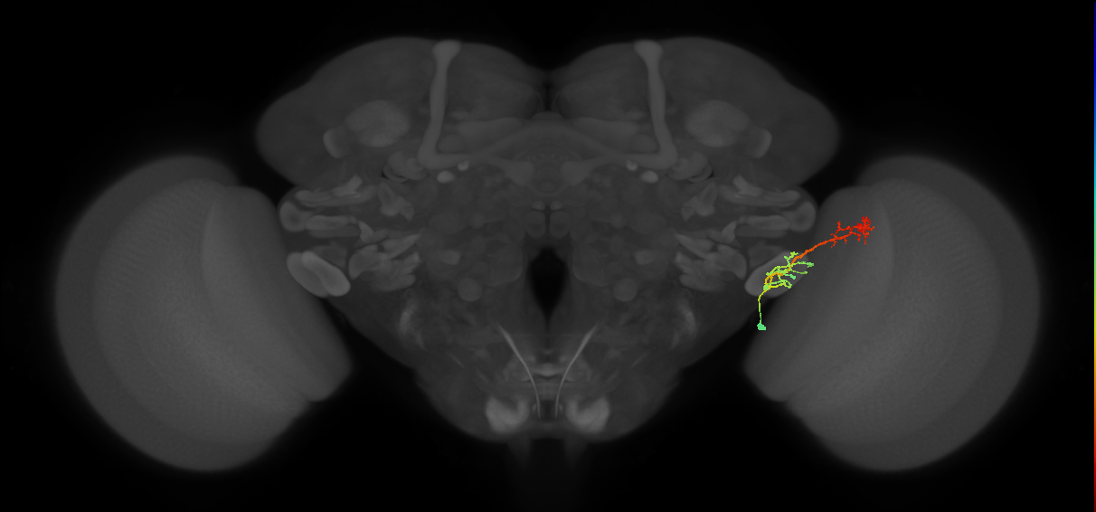 LC17 (FlyEM-HB:1405788552)