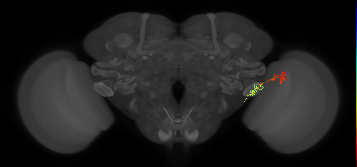 LC17 (FlyEM-HB:1656153289)