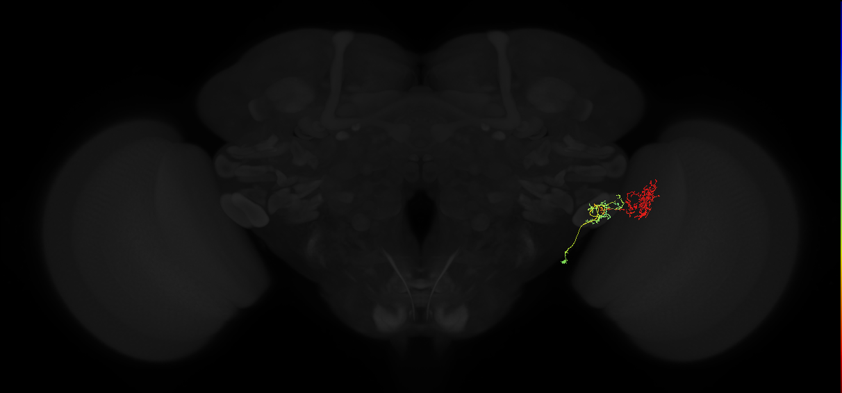 lobula columnar neuron LC17