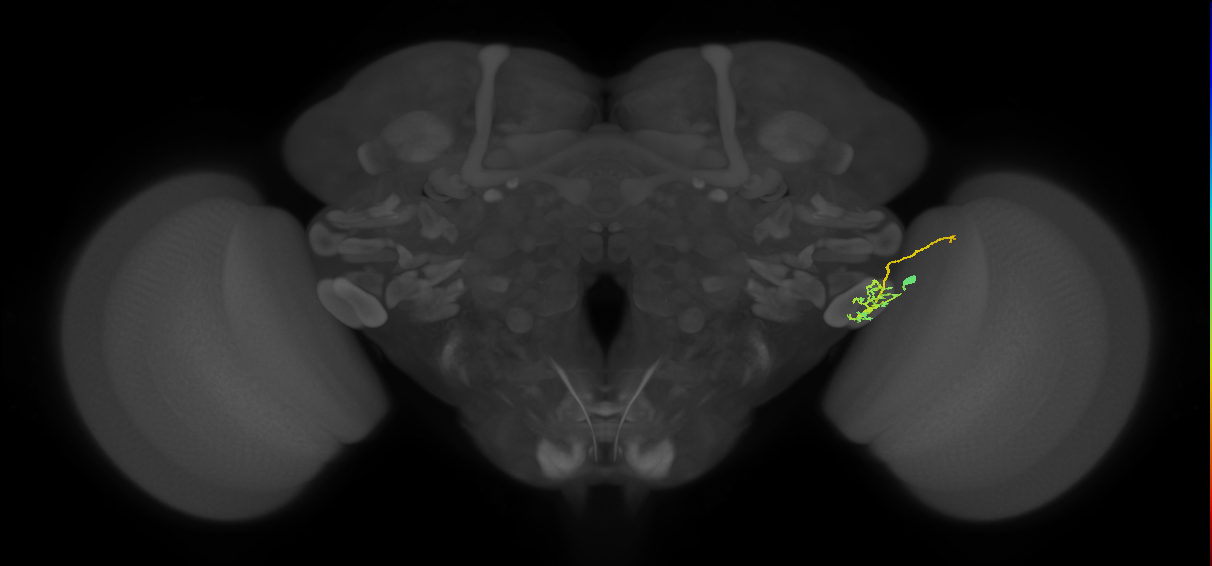 LC17 (FlyEM-HB:1473648518)