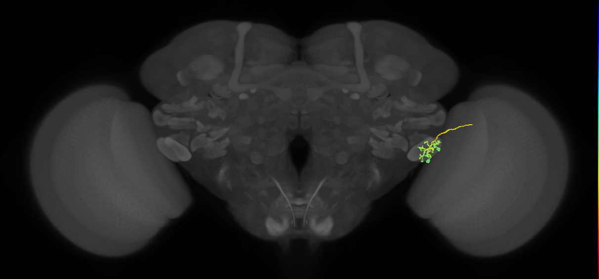 LC17(lVLPT7)_R (FlyEM-HB:1629163100)