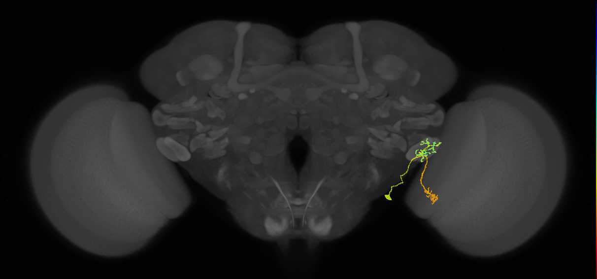 LC17 (FlyEM-HB:1912600163)