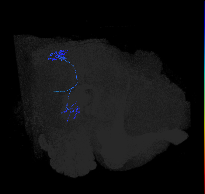 LC17 (FlyEM-HB:1875124235)