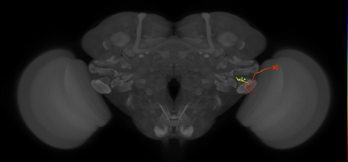 LC18 (FlyEM-HB:1745860329)