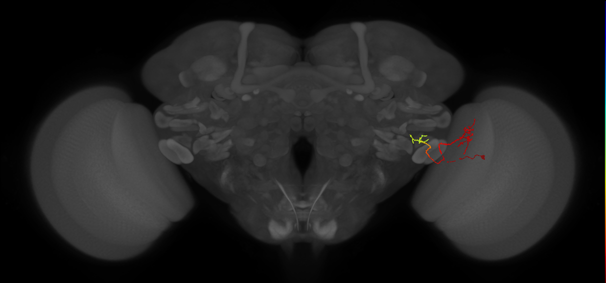 LC18 (FlyEM-HB:1342022174)