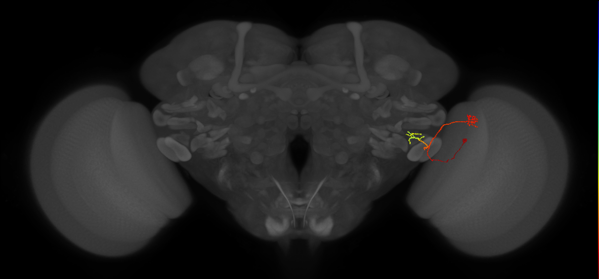 LC18 (FlyEM-HB:1779972924)