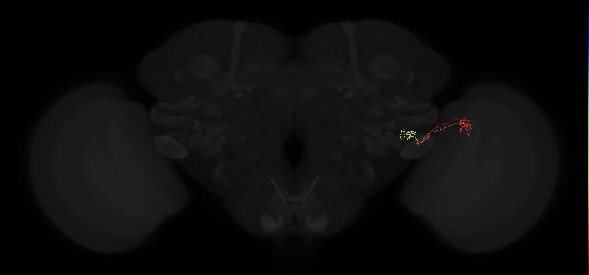 lobula columnar neuron LC18