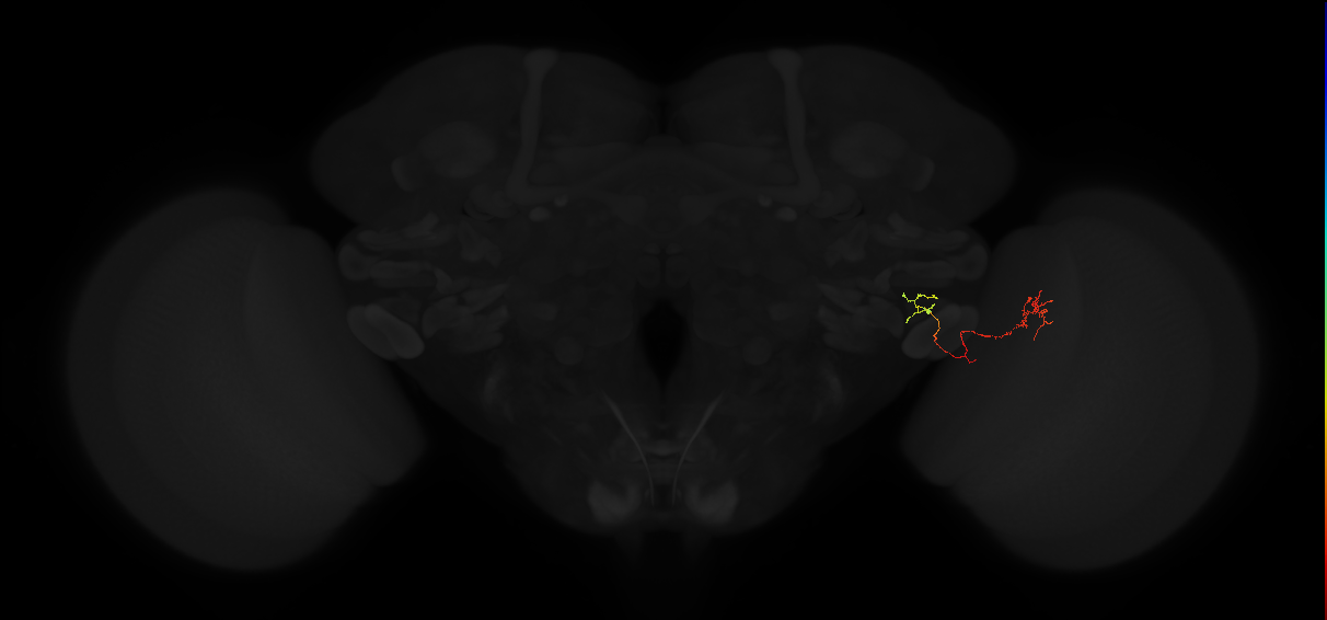 lobula columnar neuron LC18