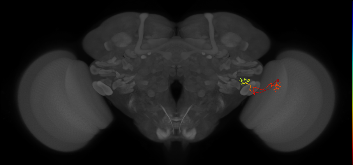 LC18 (FlyEM-HB:1722670151)