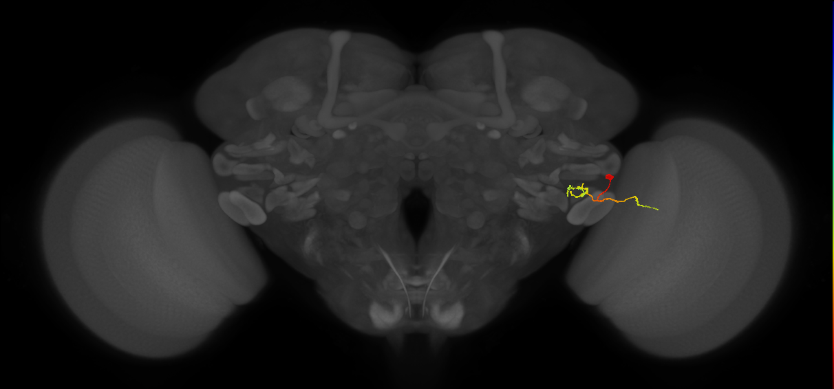 LC18(PLBDL4)_R (FlyEM-HB:1722336465)